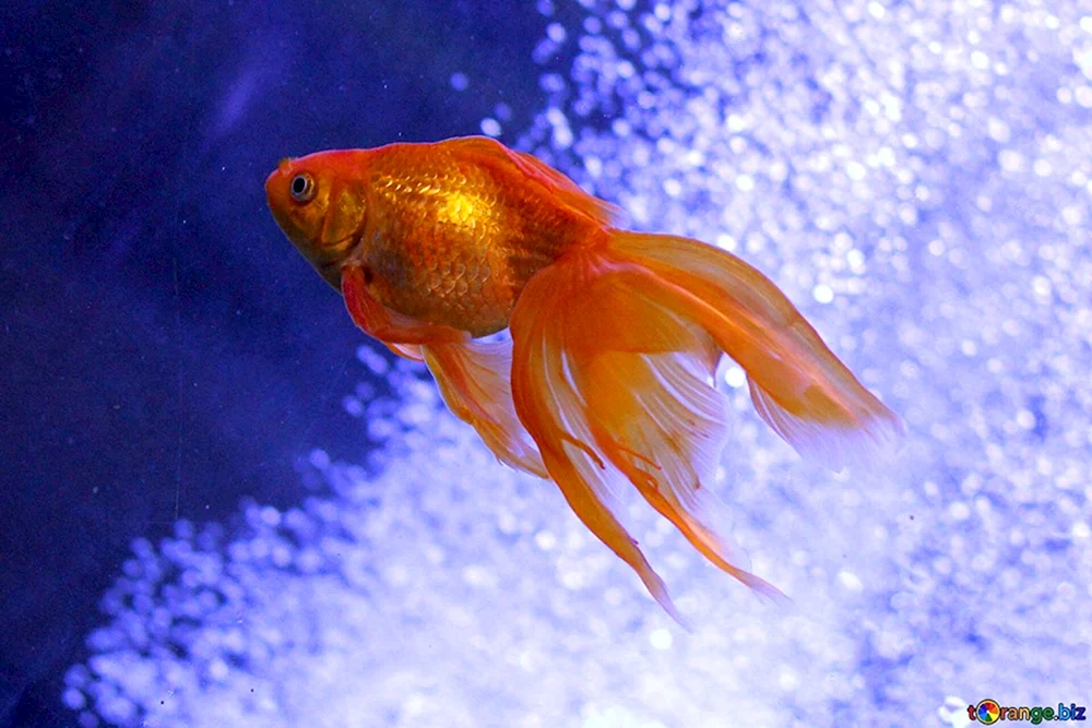Goldfisch Riukin
