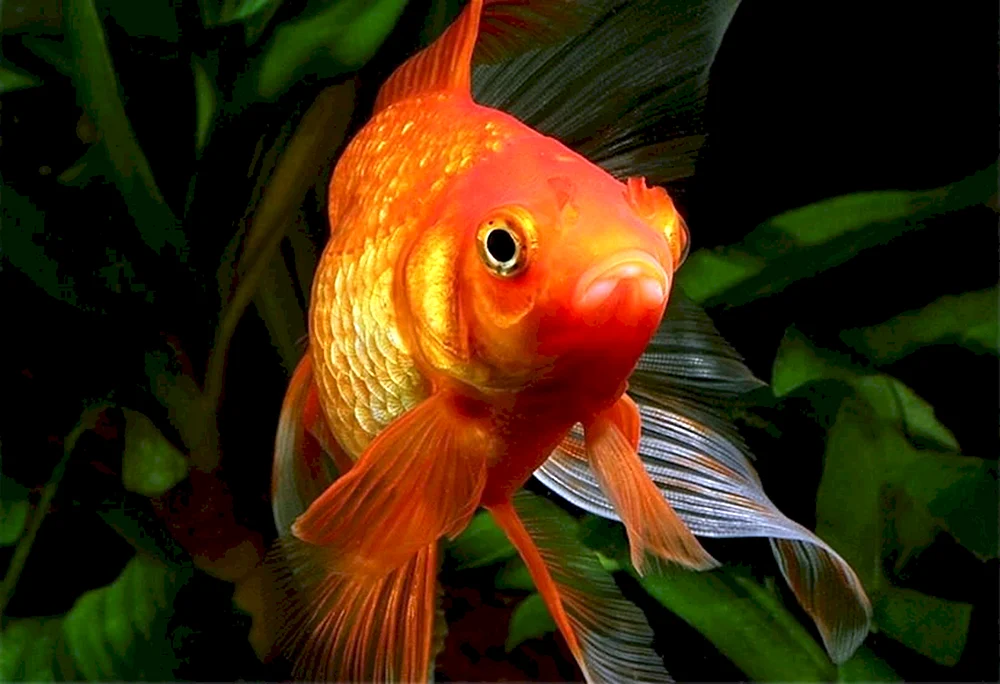 Goldfisch Malerei