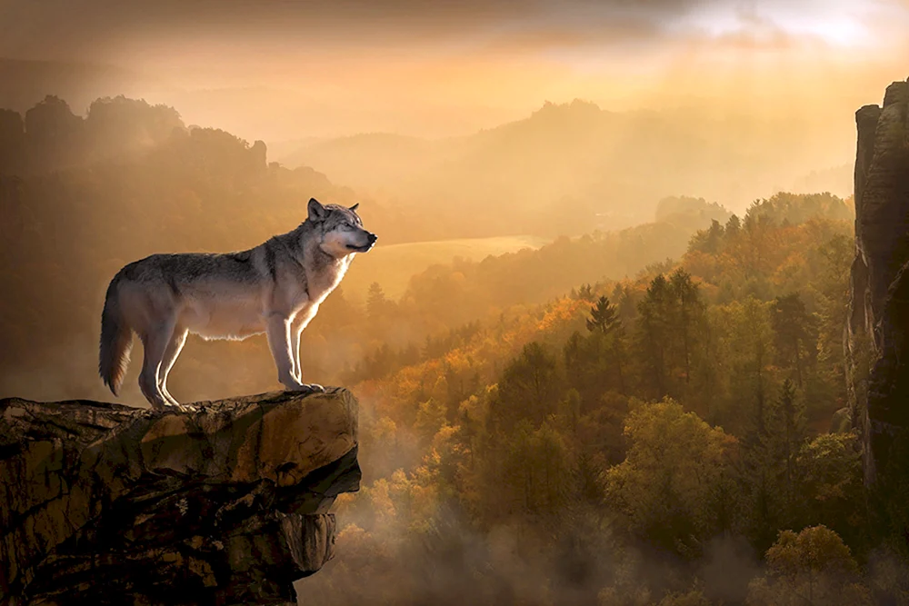 Wolfsfantasie