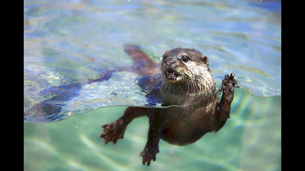 Otter calan