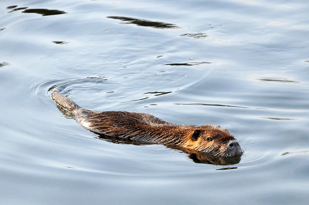 Ondatra ondatra nutria
