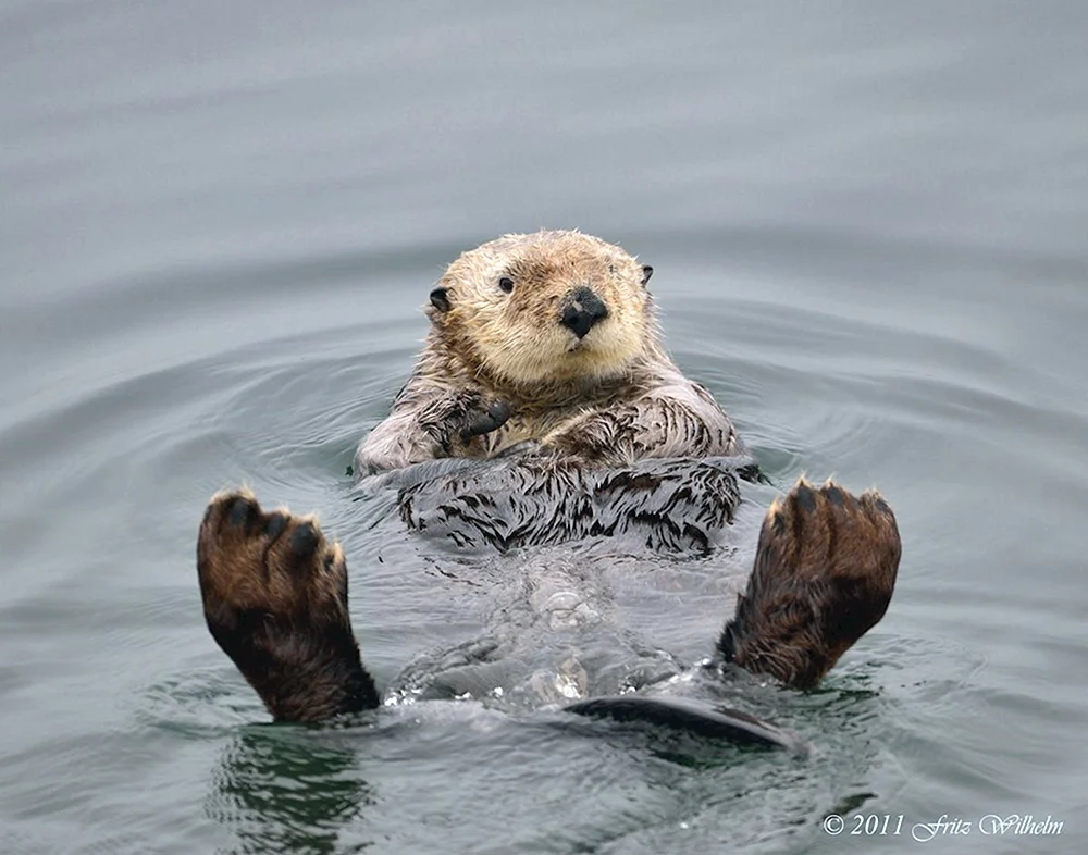 Otter See
