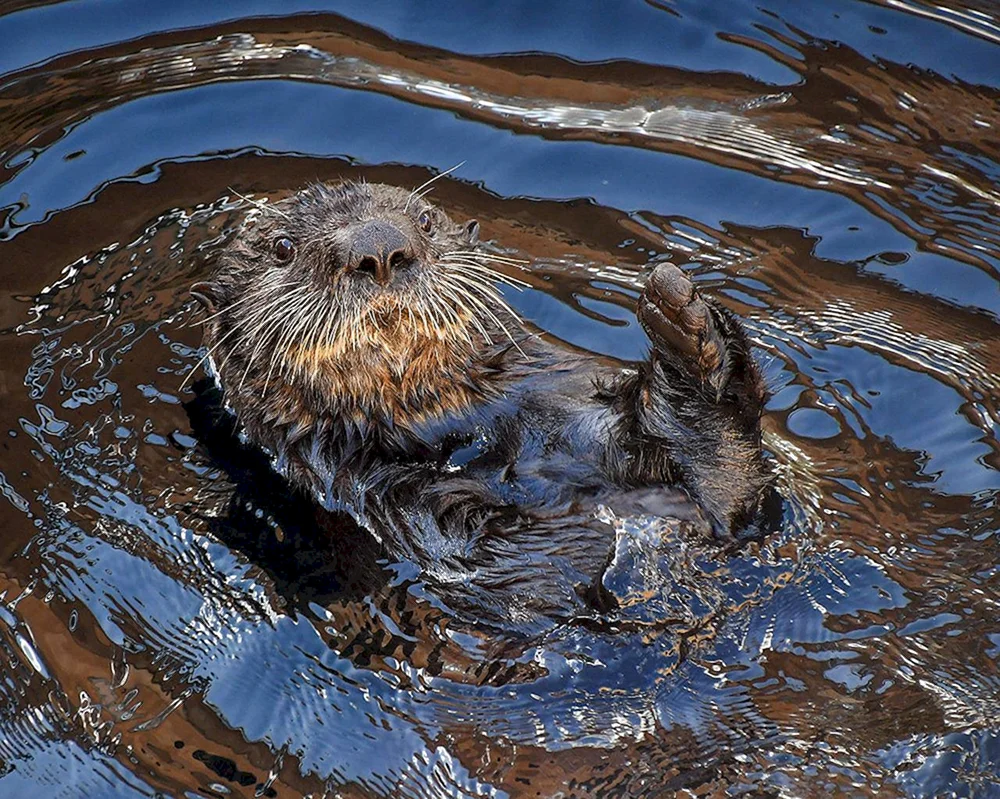 Biber im Wasser