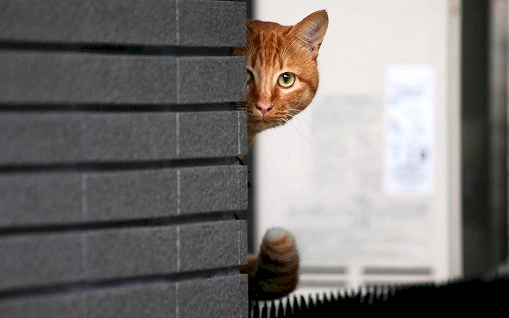 Katze starrt aus der Ecke