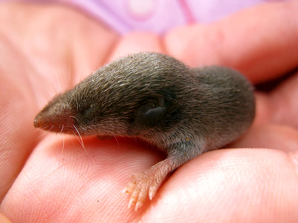 Whiskered Mole Cub
