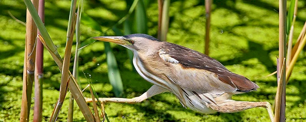 Marschmeise