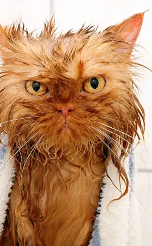 Nasse Katze nasse Katze nasse Katze nasse Katze nasse Katze nasse Katze nasse Katze nasse Katze nasse Katze nasse Katze nasse Katze nasse Katze nasse Katze nasse Katze nasse Katze nasse Katze nasse Katze nasse Katze, die sich wäscht nasse Katze nasse Katze nasse Katze nasse Katze nasse Katze nasses Kätzchen nasses Kätzchen nasses Kätzchen nasses Kätzchen nasses Kätzchen nasses Kätzchen nasses Kätzchen nasses Kätzchen nasses Kätzchen nasses Kätzchen nasses Kätzchen nasses Kätzchen nasses Kätzchen waschen nasses Kätzchen nasses Kätzchen waschen.