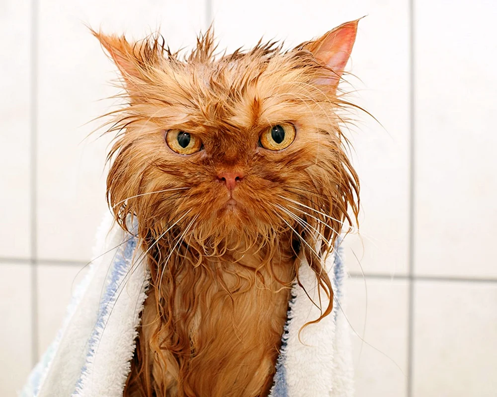 Nasse Katze nasse Katze nasse Katze nasse Katze nasse Katze nasse Katze nasse Katze nasse Katze nasse Katze nasse Katze nasse Katze nasse Katze nasse Katze nasse Katze nasse Katze nasse Katze nasse Katze nasse Katze, die sich wäscht nasse Katze nasse Katze nasse Katze nasse Katze nasse Katze nasses Kätzchen nasses Kätzchen nasses Kätzchen nasses Kätzchen nasses Kätzchen nasses Kätzchen nasses Kätzchen nasses Kätzchen nasses Kätzchen nasses Kätzchen nasses Kätzchen nasses Kätzchen nasses Kätzchen waschen nasses Kätzchen nasses Kätzchen waschen.