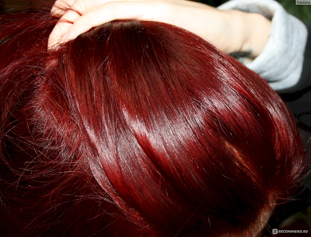 Wellaton 6646 Red Cherry