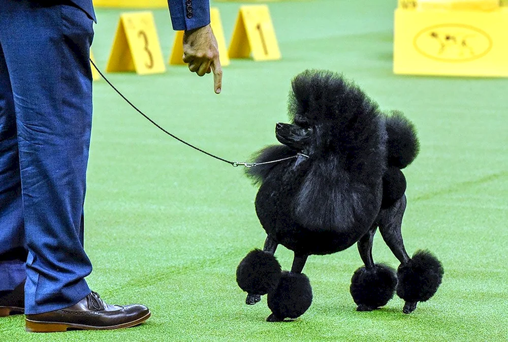 Westminster Hundeausstellung
