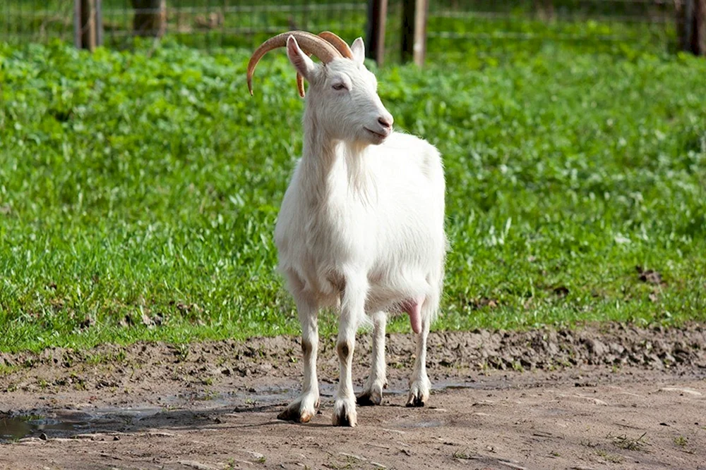 Zaanen Ziege