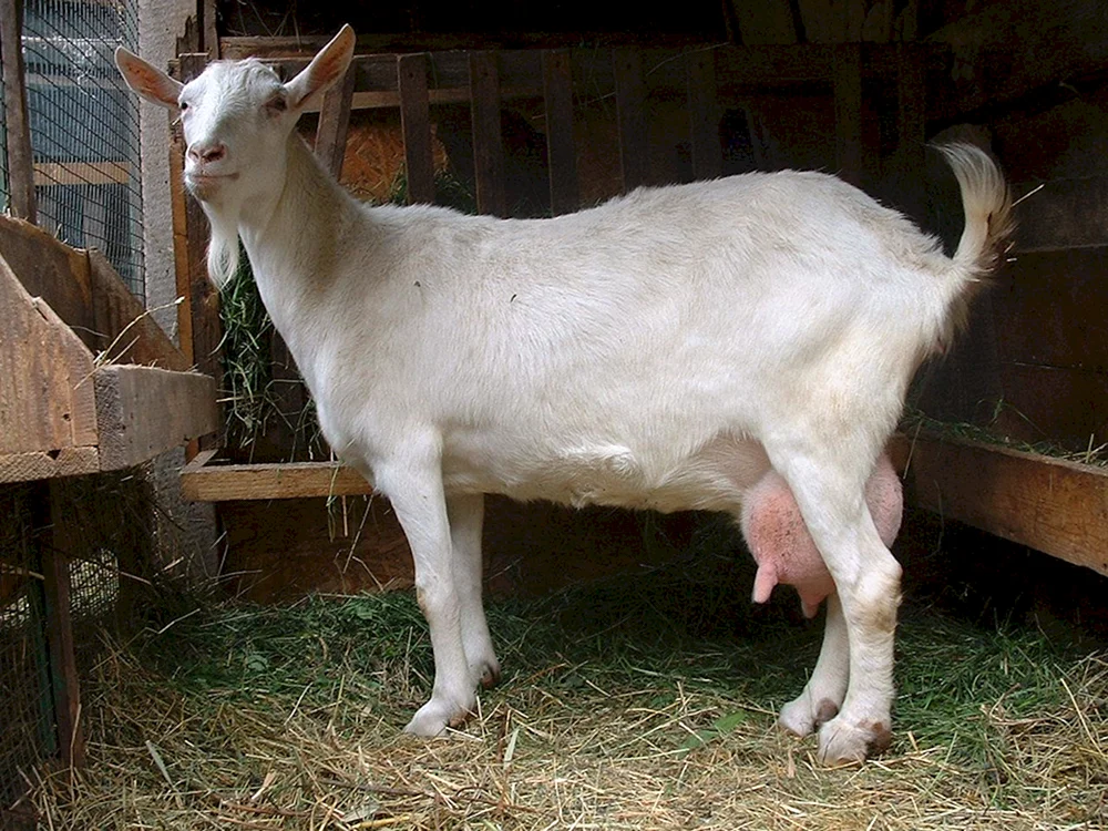 Appenzeller Ziege