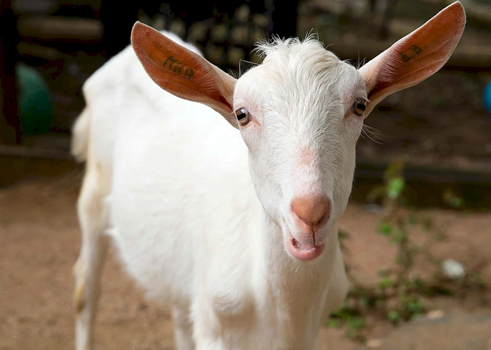 Damaskus Schami