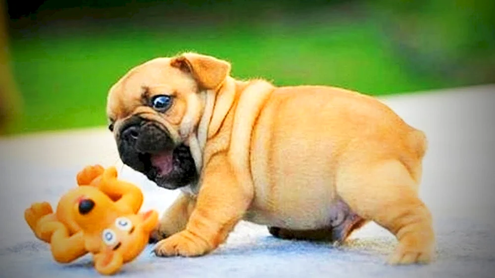 Fette Hunde