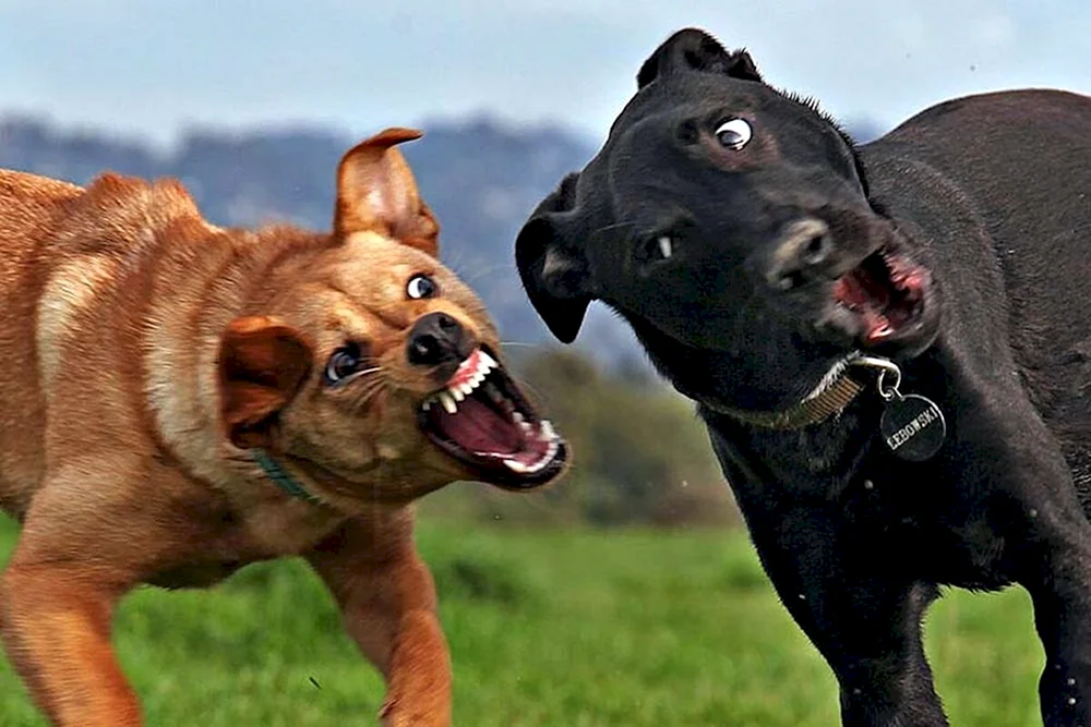 Lustige Hunde