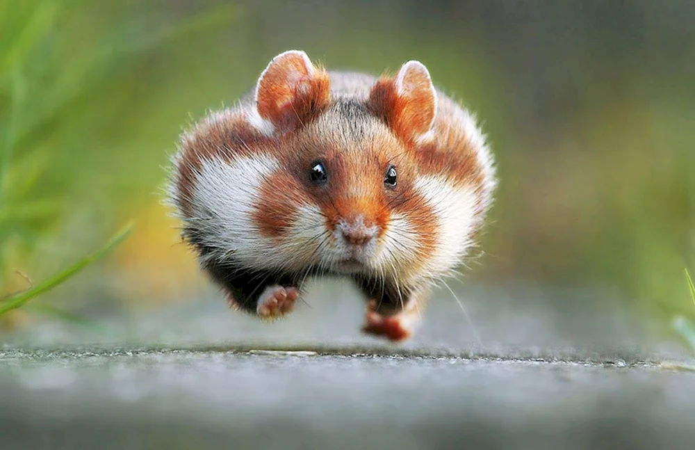 Lustige Tiere