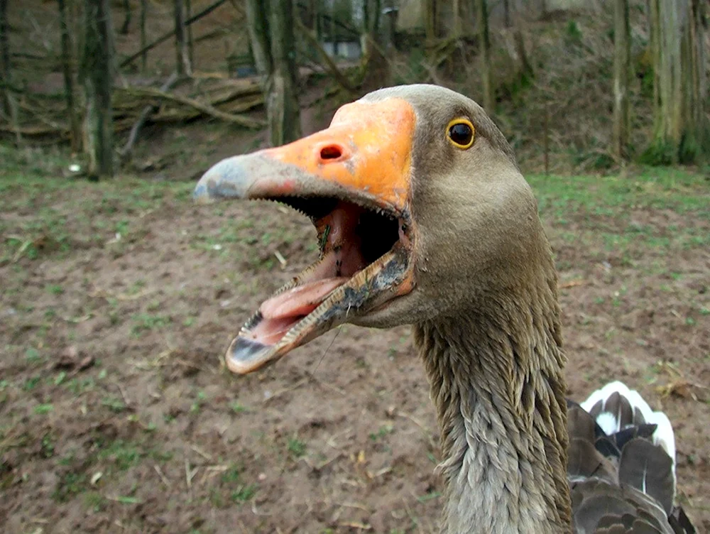 Lustige Gans