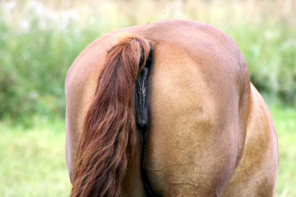 Pferdeschweif
