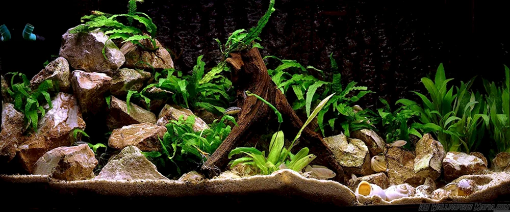 Aquascaping Pflanzen für Aquarium
