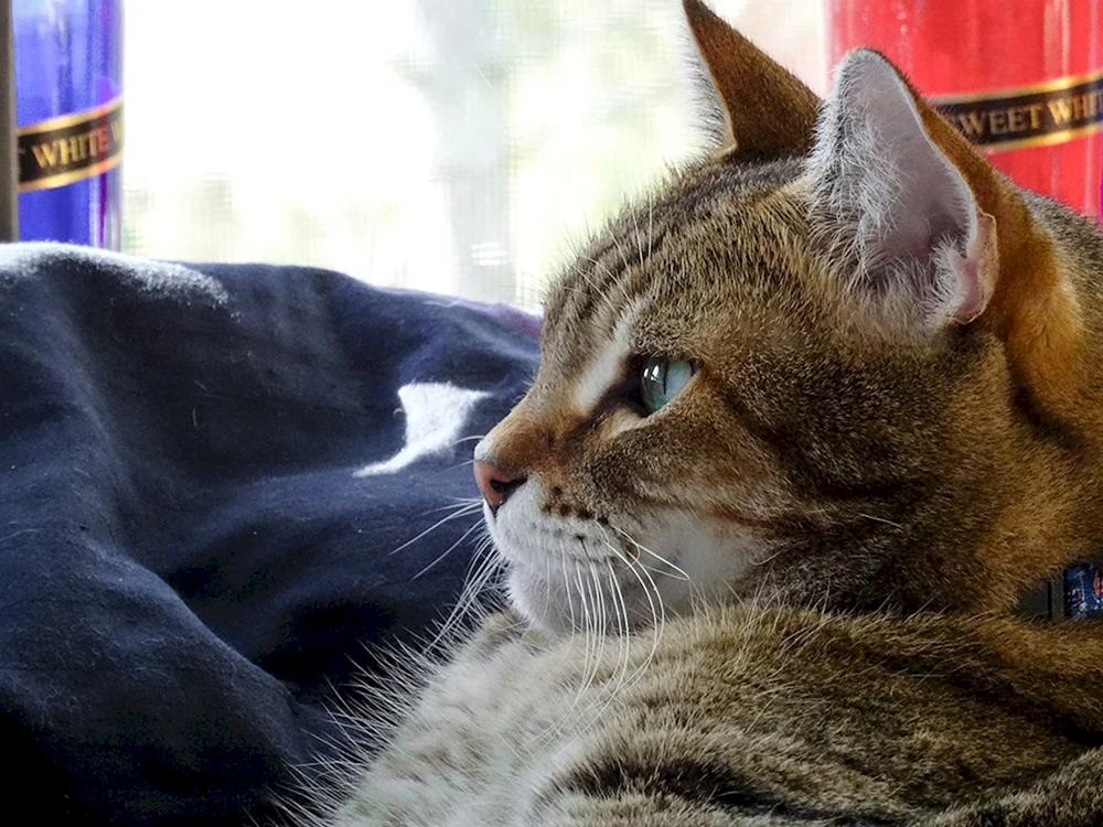 Katze denken. sitzend