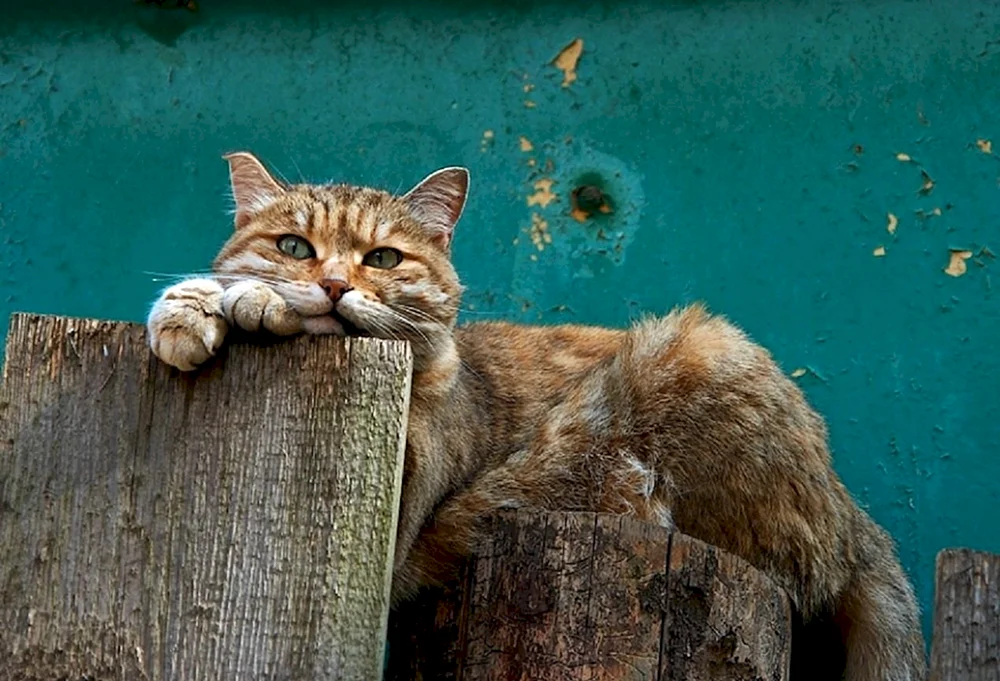 Katze denken