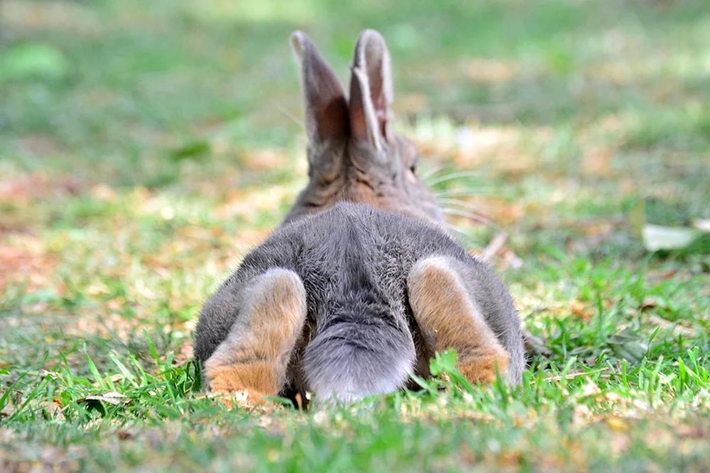 Hase