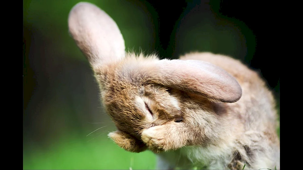 Hase Pfoten