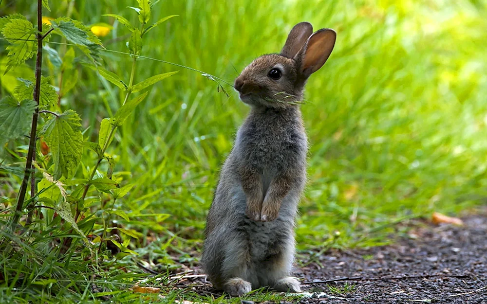 Rusak-Hase