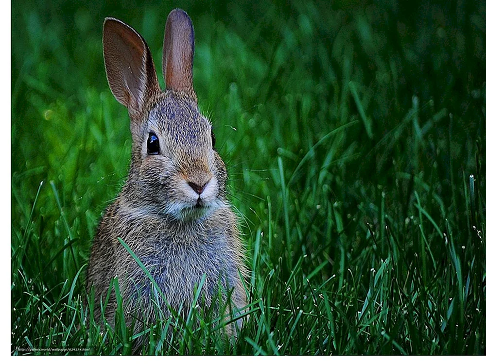 Der Hase von Baschkortostan