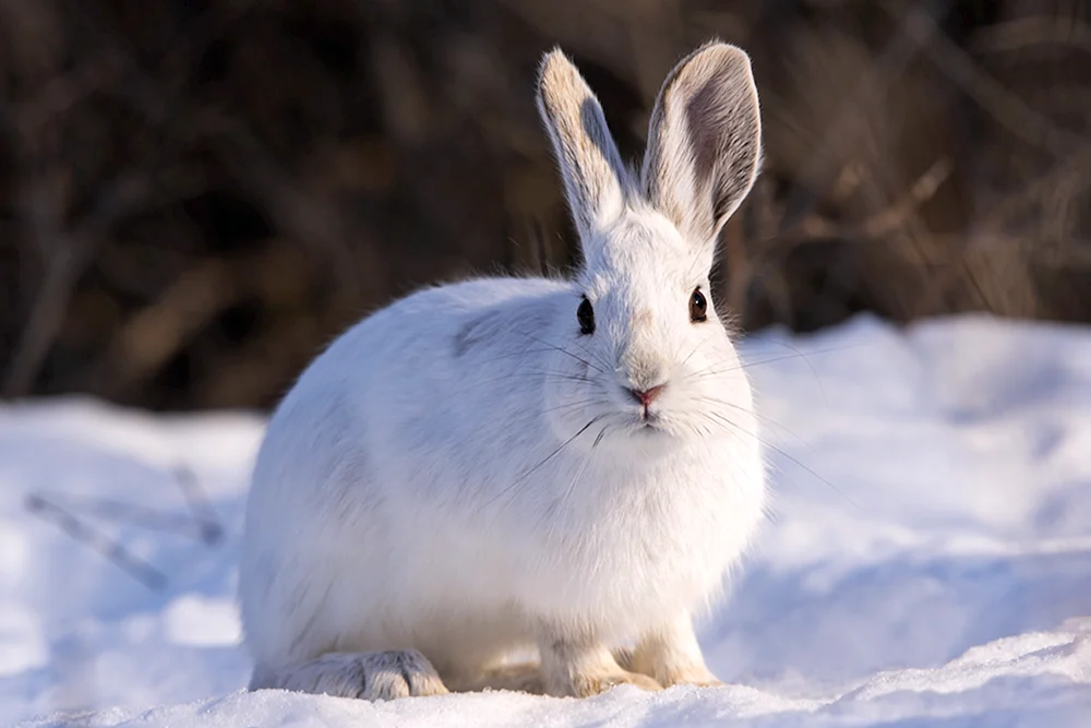 Rusak-Kaninchen und Rusak-Hase