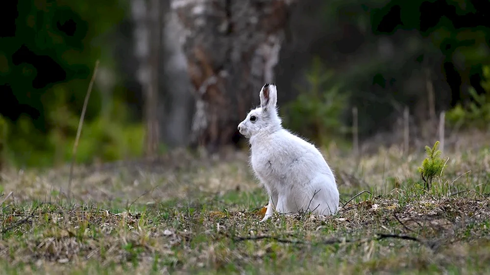 Hase Eichhörnchen im Sommer