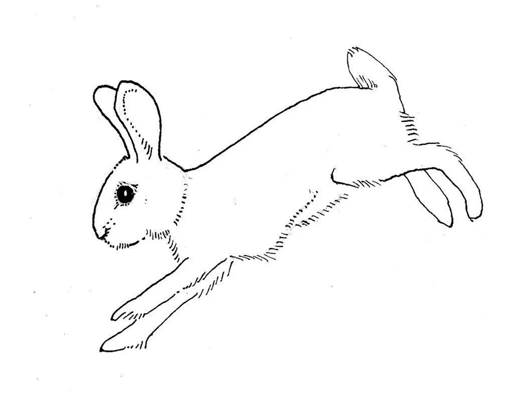 Hasenzeichnung