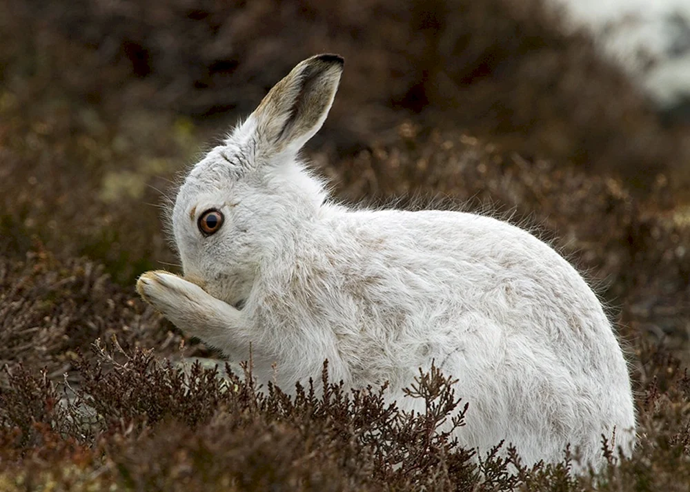 Sibirischer Hase Eichhörnchen und Rusak