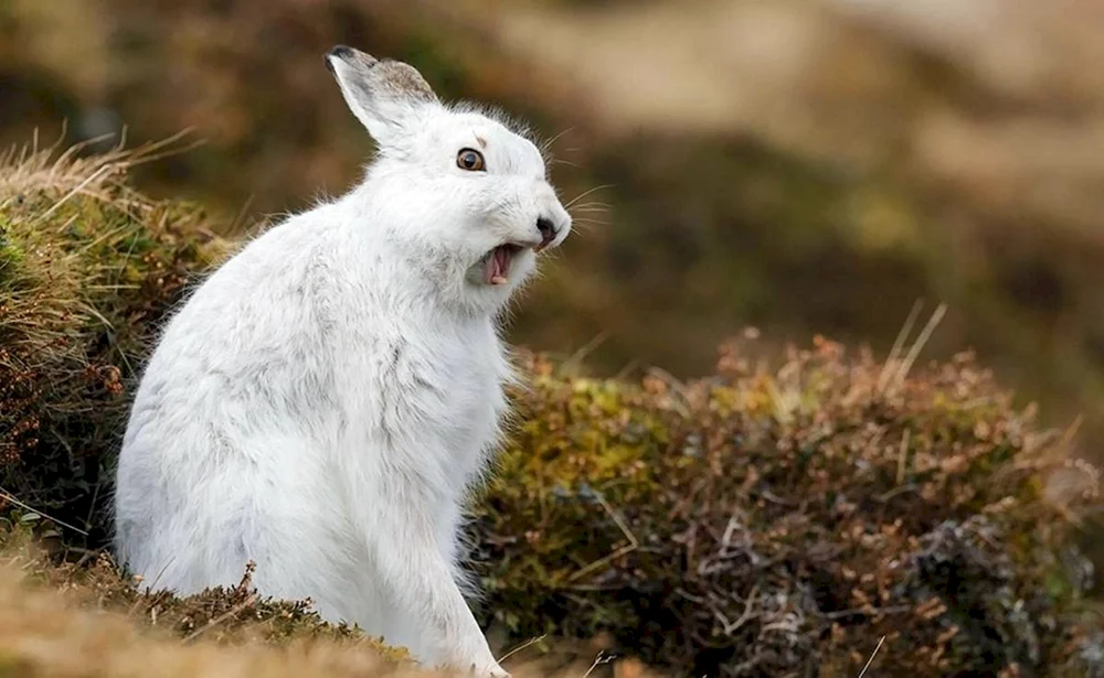 Wildhase Eichhörnchen in Waldtundra