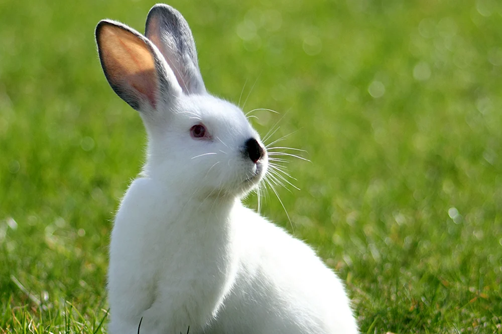 Angora-Zwergkaninchen