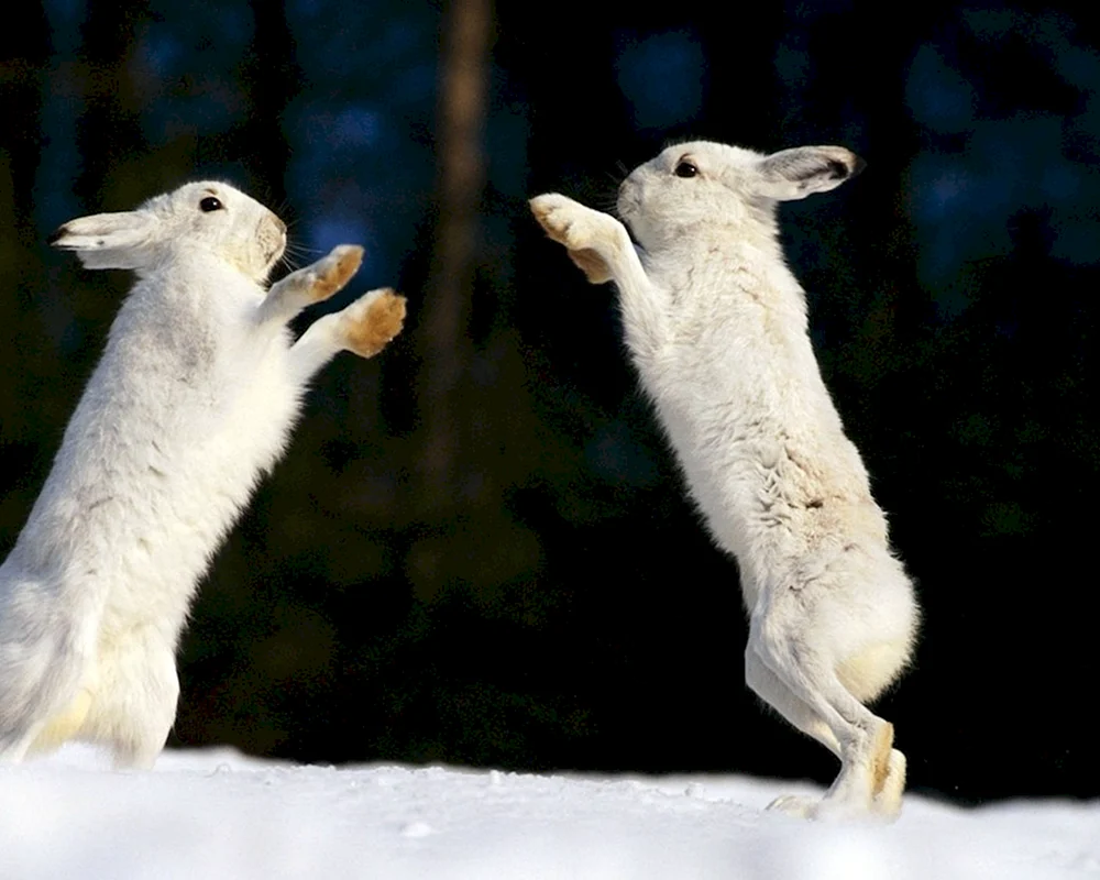 Hase Foto