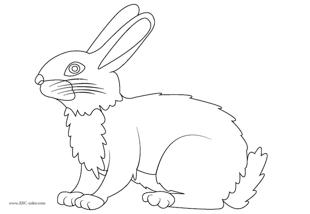 Hasen-Zeichnung