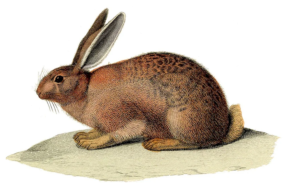 Hasenzeichnung