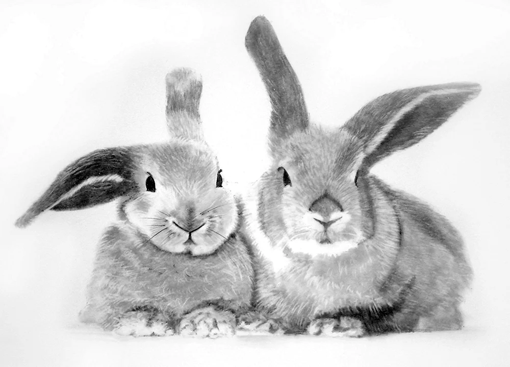 Naturzeichnung Hase