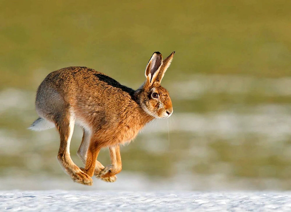 Hase Rusak Pfoten
