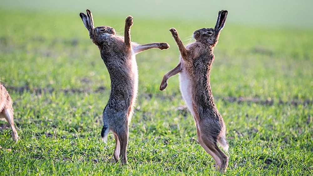 Hasenpfoten