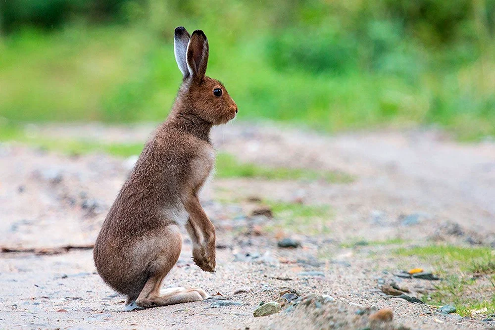 Hase Kaninchenkreuze