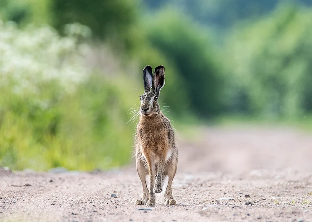 Hase. Rusak