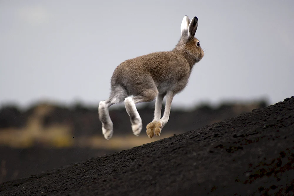 Hase Rusak Pfoten