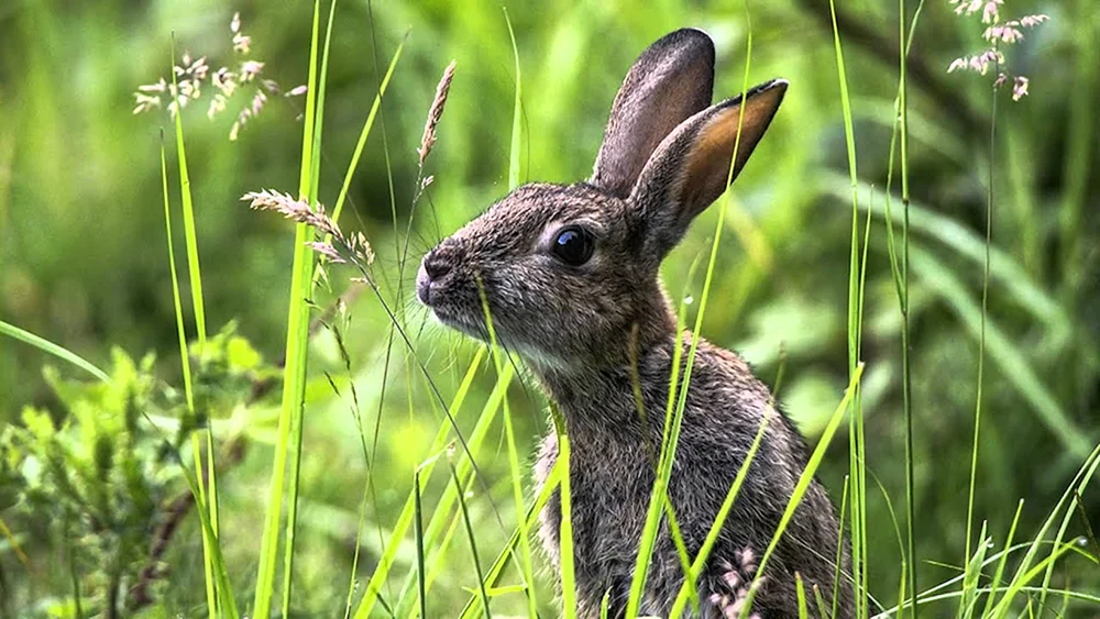 Russak-Hase