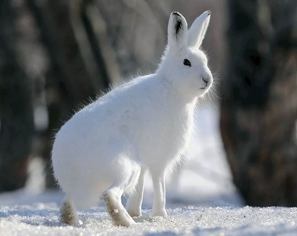 Hase Eichhörnchen Lepus timidus