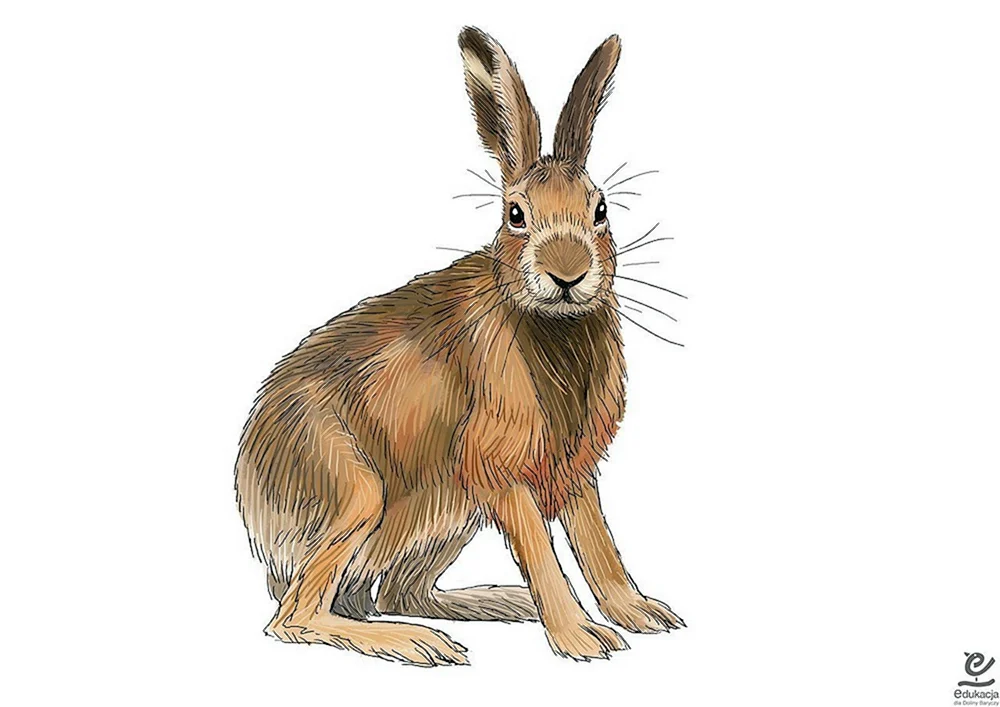Hasenmalerei für Kinder