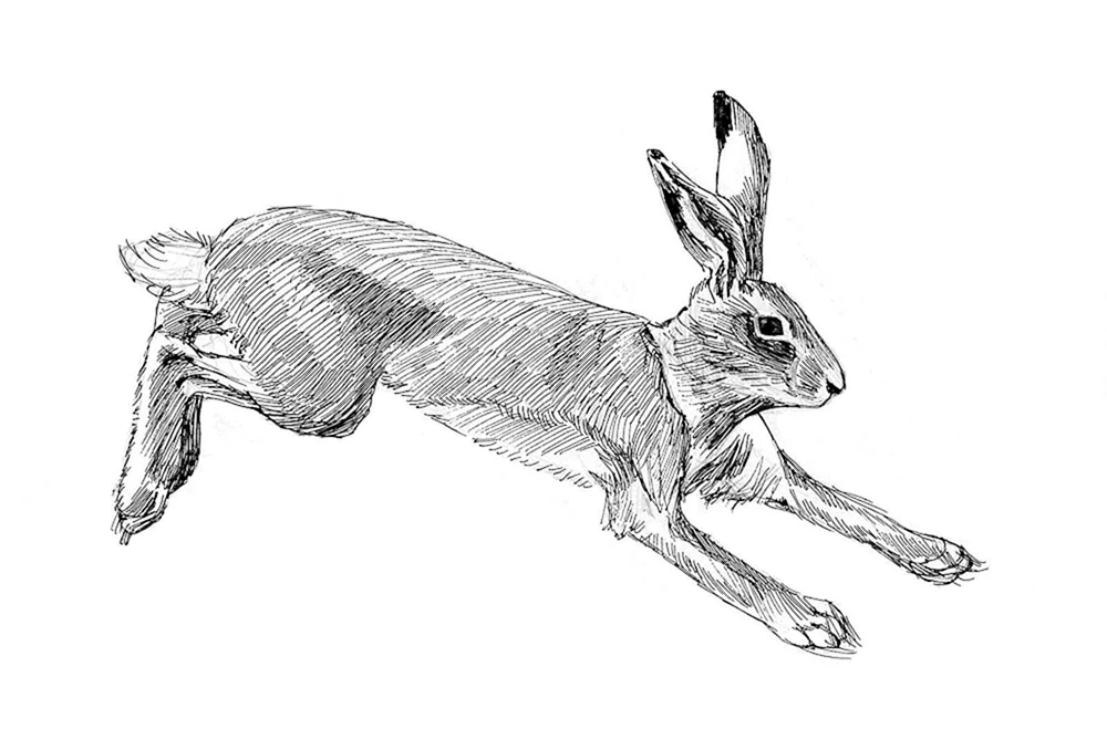 Hasen-Malbuch