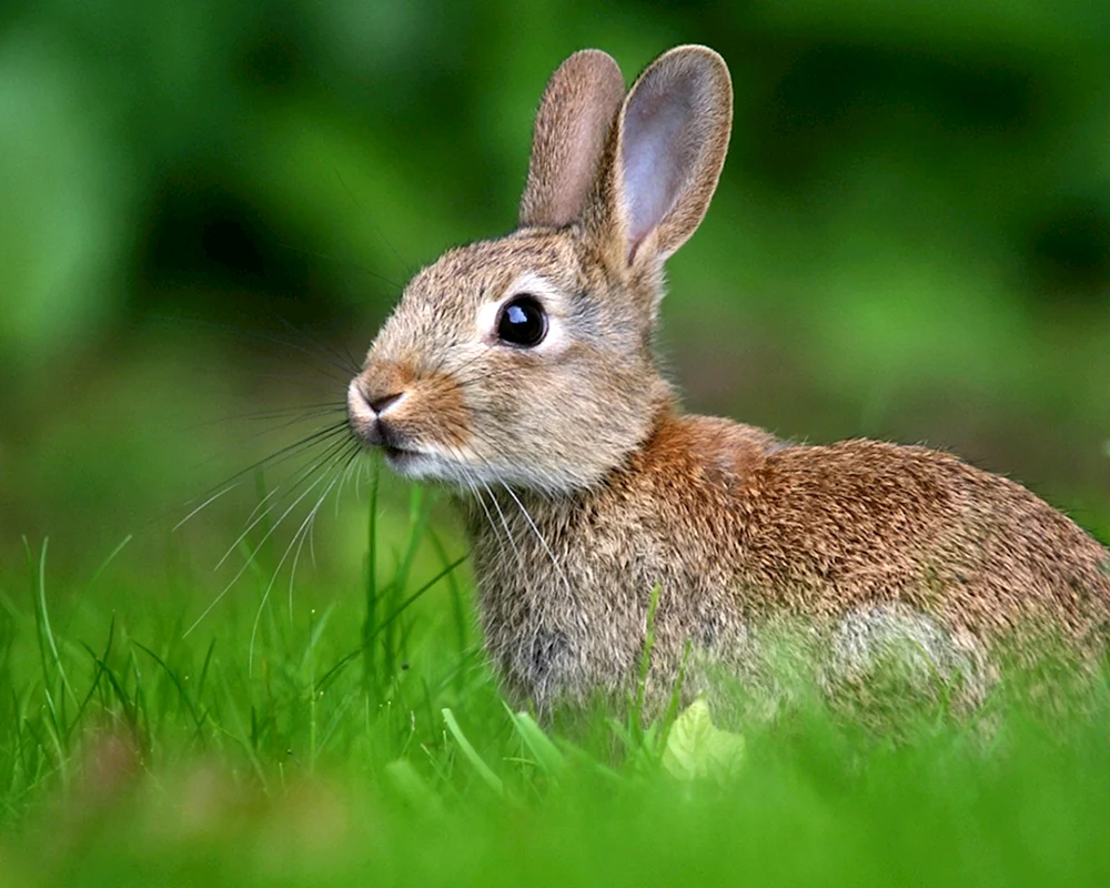 Weißschwanzkaninchen