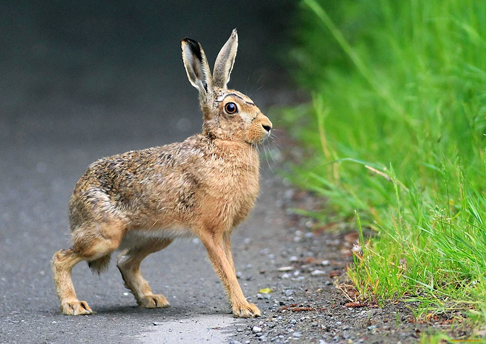 Hase_Rusak